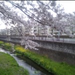 桜の木の下で 桜の木の下で