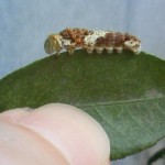 アゲハ蝶の幼虫1