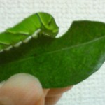 アゲハ蝶の幼虫2