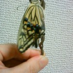 アゲハ蝶、羽を乾かす