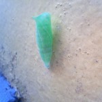 e382a2e382aae382b9e382b8e382a2e382b2e3838fe89bb9