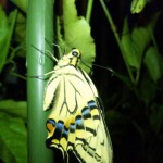 アゲハチョウ観察ー朝方2