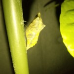 アゲハチョウ観察ー蛹1