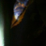 アゲハチョウ観察ー蛹2