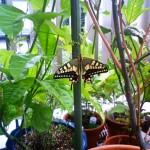 アゲハチョウ観察日記ー朝