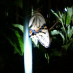 アゲハチョウ観察朝方−1.